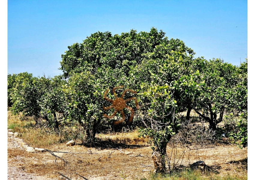 Sad pomarańczowy  Cullera, Walencja